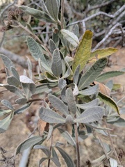 Eriodictyon traskiae traskiae