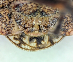 Brochymena affinis