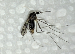 Culiseta incidens