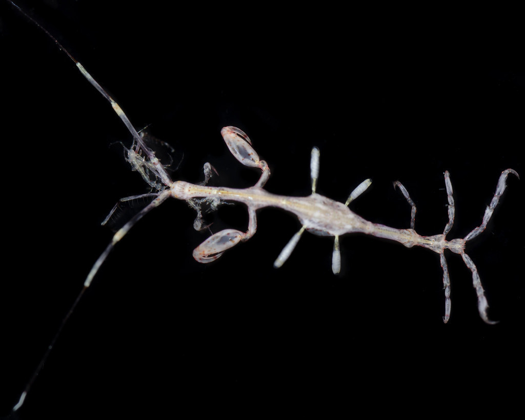 Caprella mendax