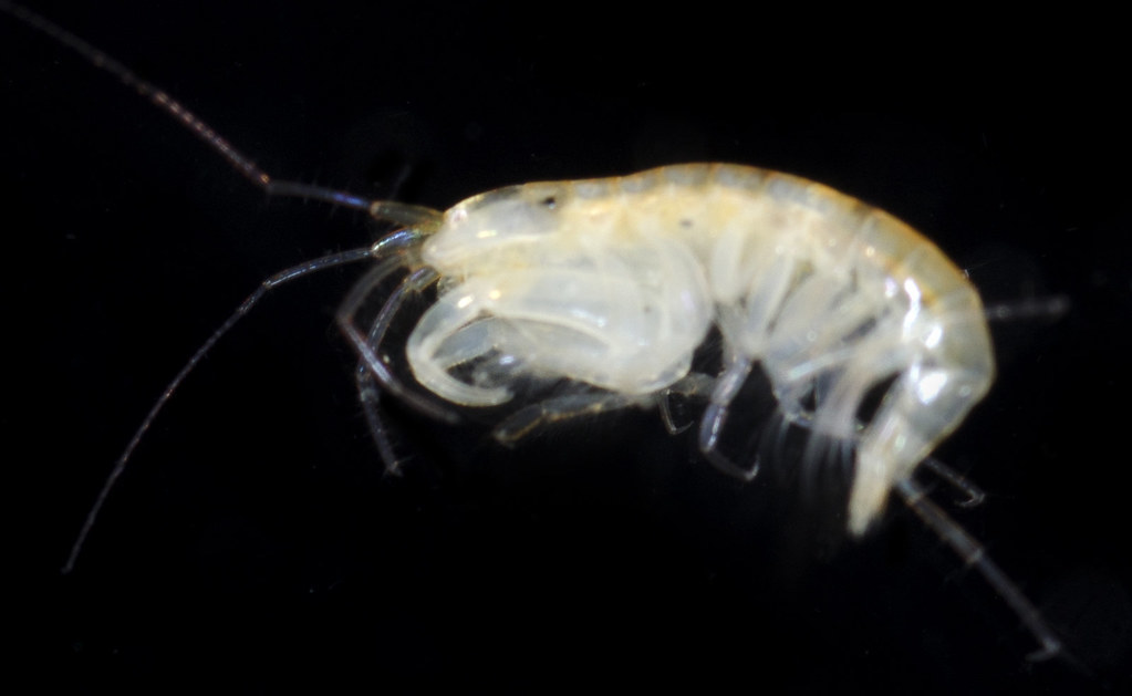 Aoroides exilis