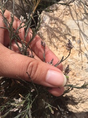 Polygala scoparioides