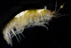 Oligochinus lighti