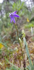 Campanula uniflora