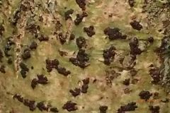 Bathelium carolinianum