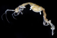 Caprella irregularis