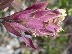 Castilleja elegans
