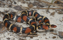 Lampropeltis elapsoides