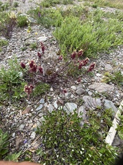 Castilleja elegans