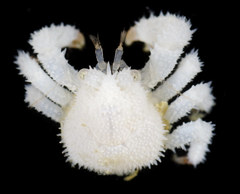 Acantholithodes hispidus