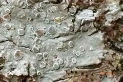 Lecanora subpallens