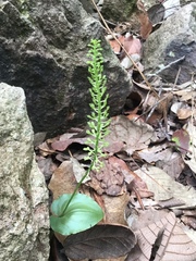 Malaxis maianthemifolia