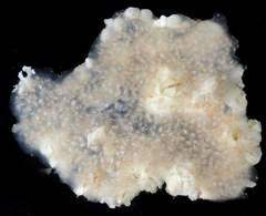 Alcyonidium polyoum