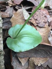 Malaxis maianthemifolia
