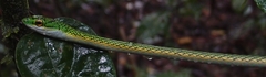 Leptophis ahaetulla