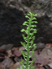 Malaxis maianthemifolia