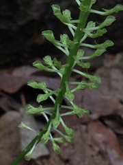 Malaxis maianthemifolia