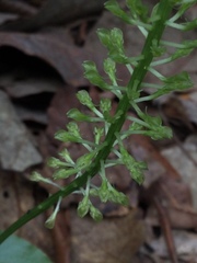 Malaxis maianthemifolia