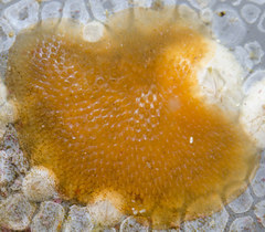 Alcyonidium polyoum