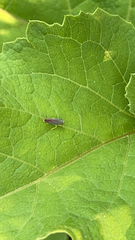 Graphocephala coccinea