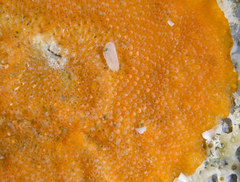 Rhamphostomella curvirostrata