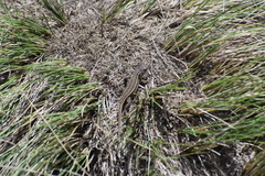 Sceloporus bicanthalis