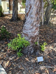 Lyonothamnus floribundus floribundus