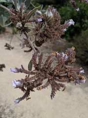 Eriodictyon traskiae traskiae