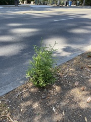 Sequoia sempervirens