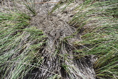Sceloporus bicanthalis