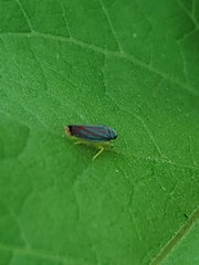 Graphocephala coccinea