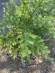Sequoia sempervirens