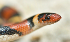 Lampropeltis elapsoides