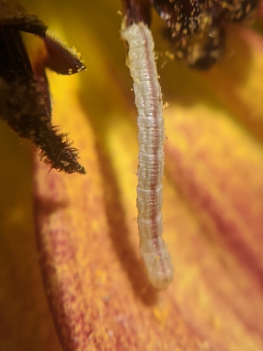 photo of Butterflies And Moths (Lepidoptera)