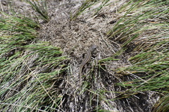 Sceloporus bicanthalis