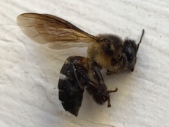 Apis dorsata breviligula