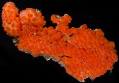 Metandrocarpa dura
