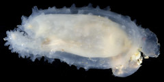 Ascidia paratropa