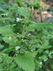 Melissa officinalis