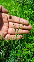Porophyllum linaria
