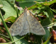 Mecyna submedialis