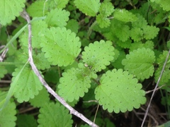 Hesperocnide tenella