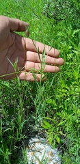 Porophyllum linaria