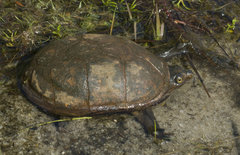Kinosternon subrubrum subrubrum