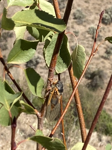 Orange-margined Cicada