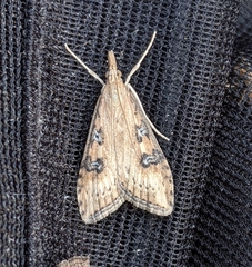 Udea turmalis