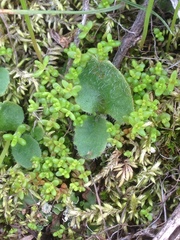 Micranthes californica