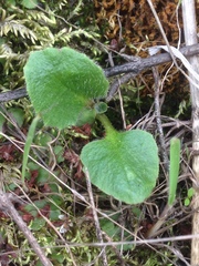 Micranthes californica