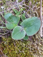 Micranthes californica