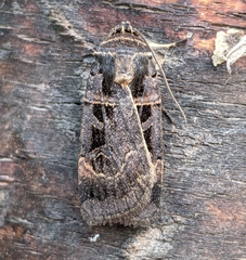 Pseudohermonassa tenuicula